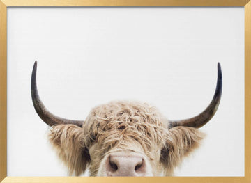 Peeking Cow | Poster - Gold Frame Interior