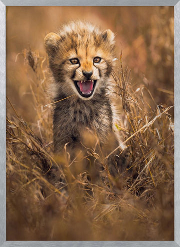 Fierce Cheetah Cub | Poster - Silver Frame Interior
