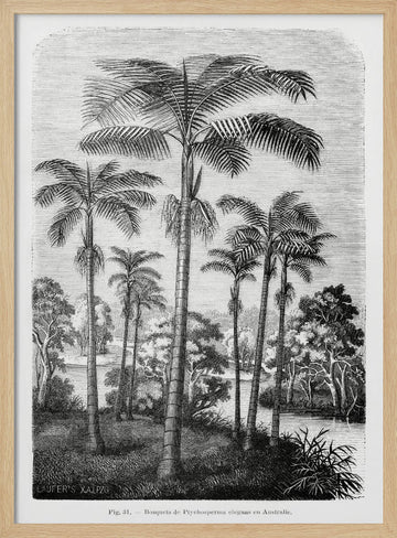 Vintage Palm Tree Drawing Ii | Poster - Wood Frame Interior