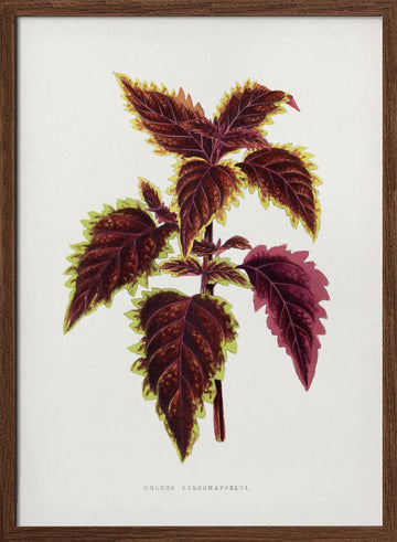 Pink Coleus Leaf Illustration | Poster - Walnut Frame Interior