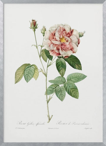 Rosa Gallica (1817–1824), Les Rose | Poster - Silver Frame Interior