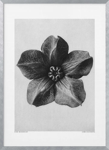 Cobaea Scandens | Poster - Silver Frame Interior
