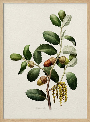 Oak Acorns Botanical | Poster - Wood Frame Interior