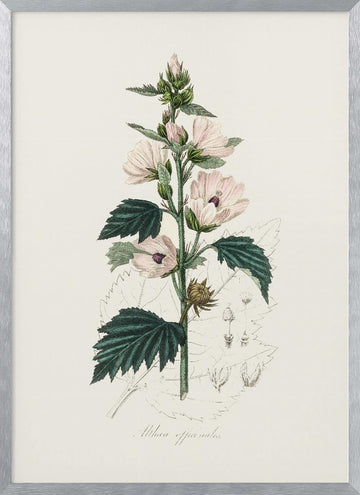 Common Marshmallow (althea Officinalis) Medical Botany | Poster - Silver Frame Interior