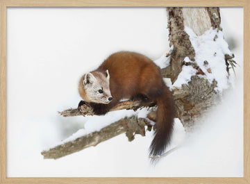 Marten on Snowy Branch | Poster - Wood Frame Interior