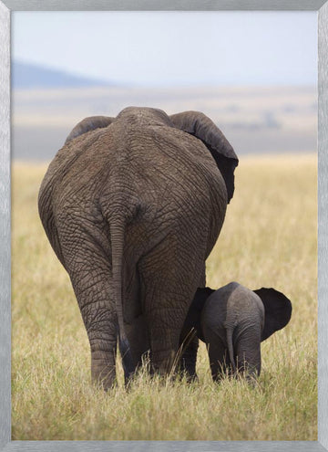 Elephant Mother and Calf | Poster - Silver Frame Interior