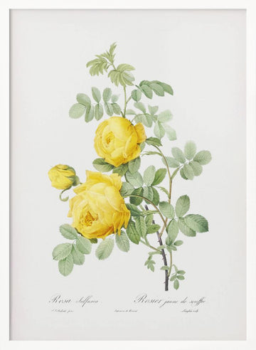 Rosa Hemisphaerica, Les Roses (1817–1824) | Poster - White Frame Interior