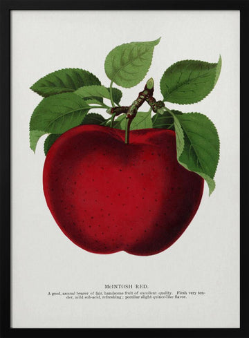 Mcintosh Red Apple Lithograph | Poster - Black Metal Frame Interior