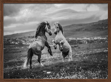 Wild Horses Rearing | Poster - Walnut Frame Interior