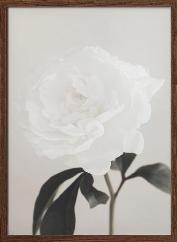 Elegant White Peony | Poster - Walnut Frame Interior