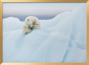 Sleeping Polar Bear Cub | Poster - Gold Frame Interior