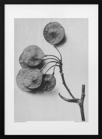 Ptelea Trifoliata | Poster - Black Metal Frame Interior