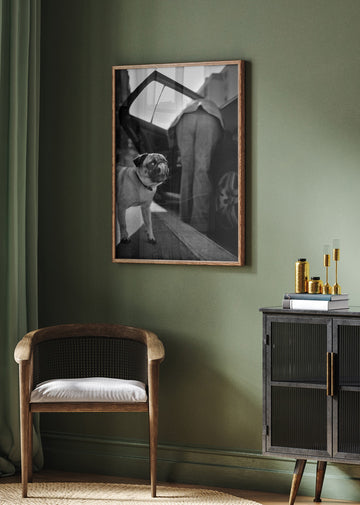 Pug's Funny Moment | Poster - Room Interior 2