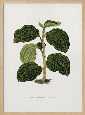 Green Anoechtochilus Setaceus Leaf Illustration | Poster - Wood Frame Interior