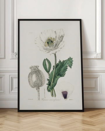 Opium Poppy (papaver Somniferum) Medical Botany | Poster - Room Interior 1