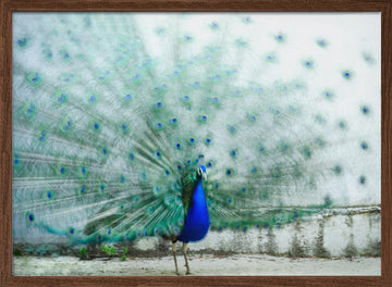 Vibrant Peacock Display | Poster - Walnut Frame Interior