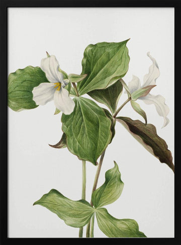 Large White Trillium | Poster - Black Metal Frame Interior