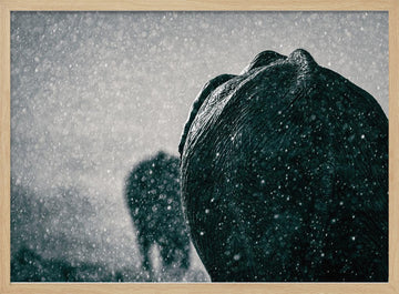 Elephants In The Rain | Poster - Wood Frame Interior