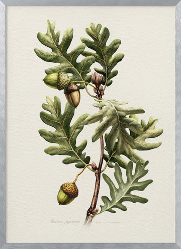Pyrenean Oak Botanical Art | Poster - Silver Frame Interior