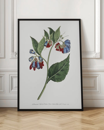 Symphyum Asperrim 1806   Flower Garden Displayed By Francis Sansom | Poster - Room Interior 1