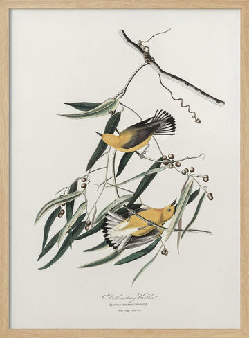 Prothonotary Warbler From Birds of America (1827) | Poster - Wood Frame Interior