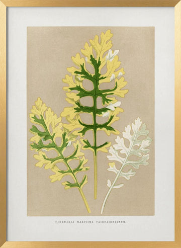 Cineraria Maritima Fairbairnianum Leaf Illustration | Poster - Gold Frame Interior