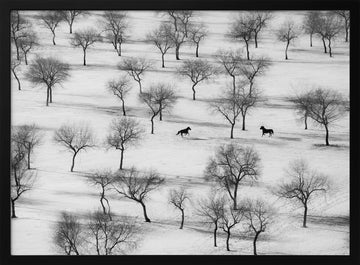Winter Horses in Snow | Poster - Black Metal Frame Interior