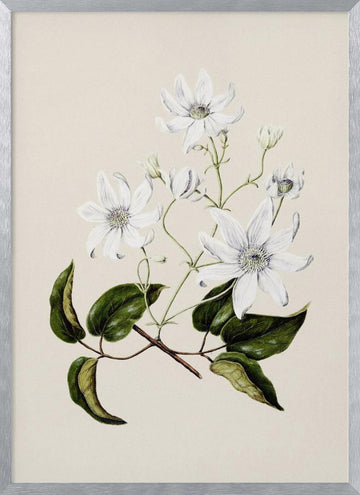 Puawananga   Clematis Indivisa Drawn By Sarah Featon (1848–1927) | Poster - Silver Frame Interior