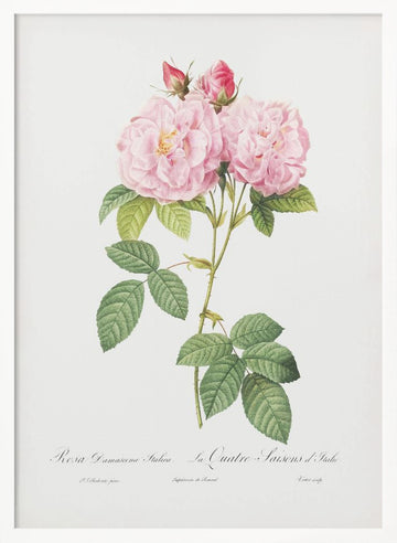 Rosa Bifera Officinalis, Les Roses (1817–1824) | Poster - White Frame Interior