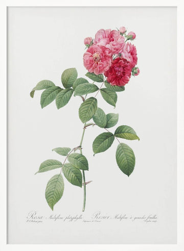 Seven Sisters Roses, Les Roses (1817–1824) | Poster - White Frame Interior