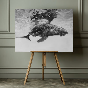 Majestic Humpback Whale | Canvas - Room Interior 1