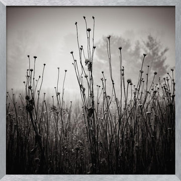 Misty Field Stems | Poster - Silver Frame Interior