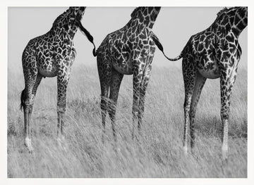 Three Playful Giraffes | Poster - White Frame Interior