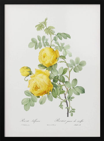 Rosa Hemisphaerica, Les Roses (1817–1824) | Poster - Black Metal Frame Interior