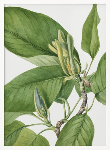 Cucumbertree 1922 | Poster - White Frame Interior
