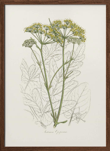 Opobalsam (pastinaca Opopanax)  Medical Botany | Poster - Walnut Frame Interior