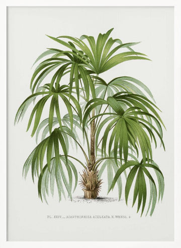 Xxiv Acanthorhiza Aculeata | Poster - White Frame Interior