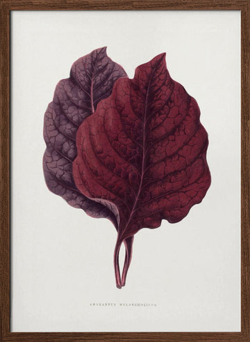Pink Amarantus Leaf Illustration | Poster - Walnut Frame Interior