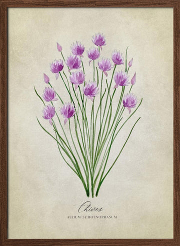 Fresh Chives Bloom | Poster - Walnut Frame Interior