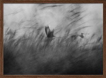Misty Flight Through Reeds | Poster - Walnut Frame Interior