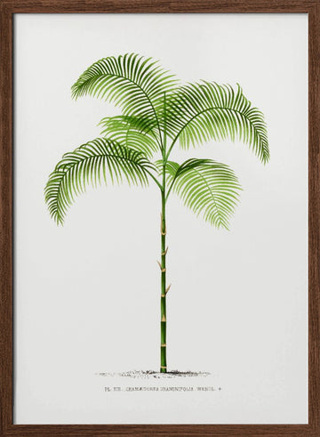 Xiii Chamaedorea G | Poster - Walnut Frame Interior