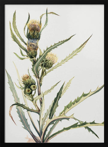 White Thistle | Poster - Black Metal Frame Interior