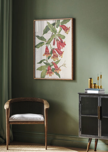 Crossvine From North American Wildflowers (1925) By Mary Vaux Walcott | Poster - Room Interior 2