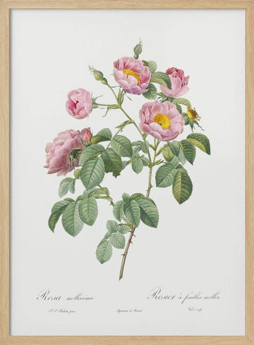 Semi Double Variety of Tomentose Rose, Les Roses (1817–1824) | Poster - Wood Frame Interior