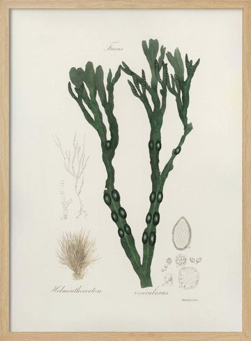 Bladder Wrack (fucus Vesiculosus)  Medical Botany | Poster - Wood Frame Interior