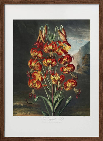The Superb Lily from The Temple of Flora (1807) | Poster - Walnut Frame Interior