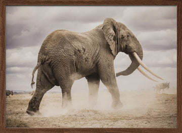 African Elephant Dust | Poster - Walnut Frame Interior
