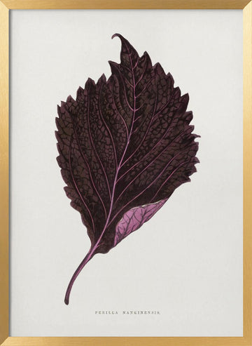 Pink Perilla Nankinensis Leaf Illustration | Poster - Gold Frame Interior