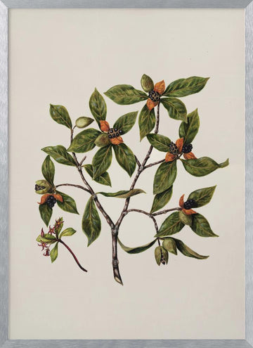 Tawhirikaro Drawn By Sarah Featon (1848–1927) | Poster - Silver Frame Interior