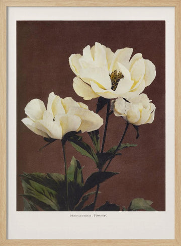 Hærdaceous Peony | Poster - Wood Frame Interior